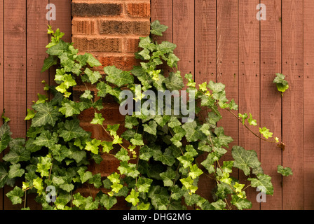 Grün Efeu wächst auf Steinen und Zaun. Stockfoto