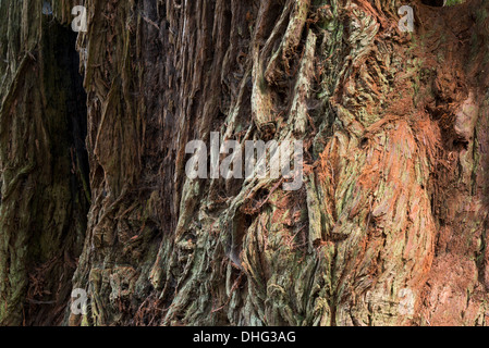 Nahaufnahme der Redwood Baumrinde im nördlichen Kalifornien Redwoods National Park. Stockfoto