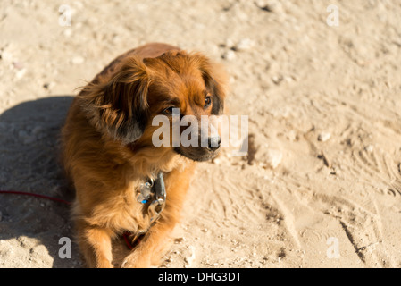 Foto von einem niedlichen Hund im Schmutz, aufgenommen im Death Valley National Park bedeckt. Stockfoto