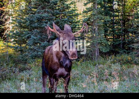 Elch (Alces Alces) Fütterung von Seite der Straße, die samt hängen aus Geweih. Smith-Dorian Area, Alberta, Canada Stockfoto