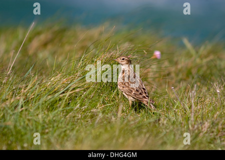 Eurasische Feldlerche Alauda Arvensis in der Wiese Stockfoto