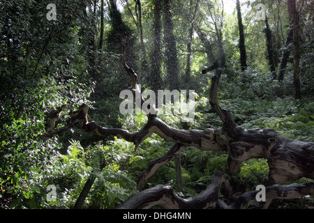 Sonne und Regen im Wald auf Hampstead Heath, London UK Stockfoto