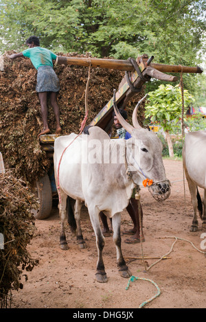 Indische Männer fallen aus den geernteten Erdnuss Pflanzen mit Ochsenkarren in einem ländlichen indischen Dorf. Andhra Pradesh, Indien Stockfoto