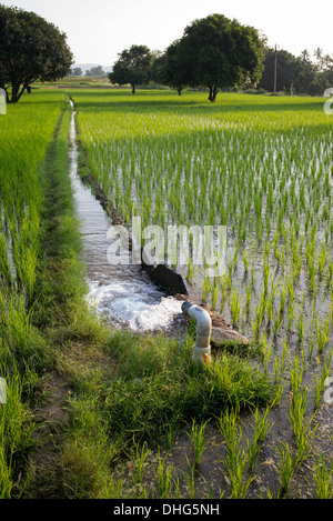 Gepumpte Wasser Bewässerung der Reisfelder. Andhra Pradesh, Indien Stockfoto