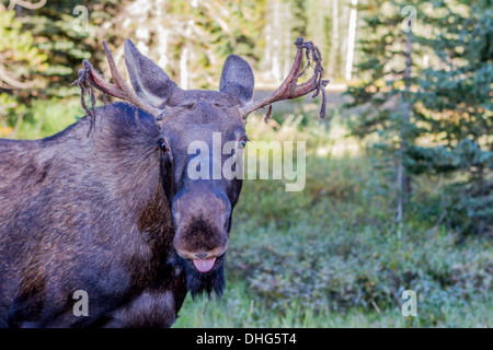 Elch (Alces Alces) Fütterung von Seite der Straße, die samt hängen aus Geweih. Smith-Dorian Area, Alberta, Canada Stockfoto