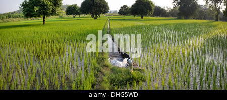 Gepumpte Wasser Bewässerung der Reisfelder. Andhra Pradesh, Indien. Panorama Stockfoto