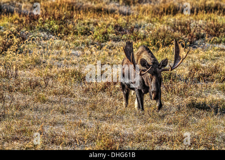 Elch (Alces Alces) Bull Moose, In seinem natürlichen Lebensraum, mit großen Satz von Geweih, auf der Suche nach Nahrung. Malerische Foto. Stockfoto