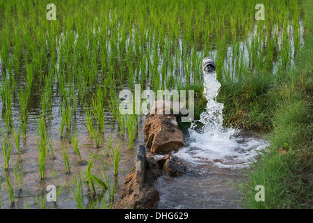 Gepumpte Wasser Bewässerung der Reisfelder. Andhra Pradesh, Indien Stockfoto