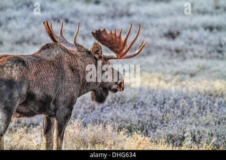 Elch (Alces Alces) Bull Moose, In seinem natürlichen Lebensraum, mit großen Satz von Geweih, auf der Suche nach Nahrung. Malerische Foto. Stockfoto