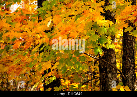 Ein Stand von Ahornbäume mit ihren Blättern, drehen die hellen Rot- und Gelbtöne des Herbstes Stockfoto