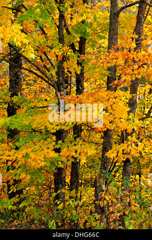 Ein Stand von Ahornbäume mit ihren Blättern, drehen die hellen Rot- und Gelbtöne des Herbstes Stockfoto