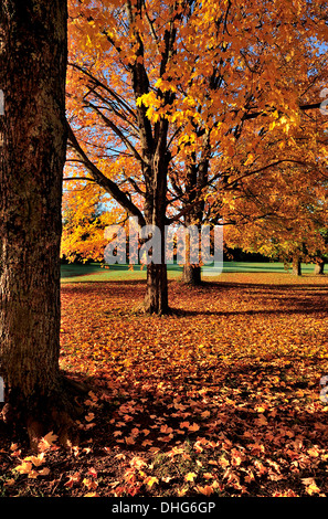 Ein Bild der Ahorn-Baum-Stämme mit gefallenen Ahorn Blätter Stockfoto
