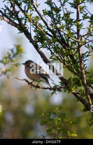 Gemeinsamen Buchfink Fringilla Coelebs sitzt in einem Baum Stockfoto