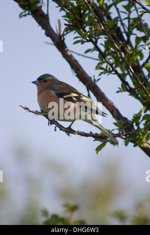 Gemeinsamen Buchfink Fringilla Coelebs sitzt in einem Baum Stockfoto
