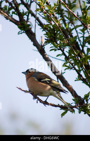 Gemeinsamen Buchfink Fringilla Coelebs auf einem Ast Stockfoto