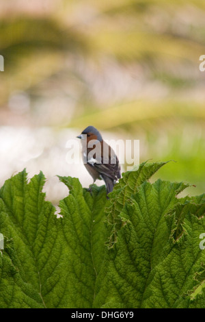 Gemeinsamen Buchfink Fringilla Coelebs sitzt auf einer Anlage Stockfoto