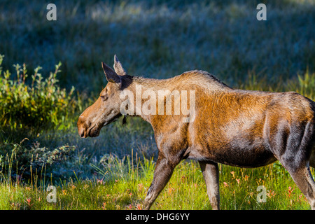 Elch (Alces Alces) weibliche Elche, In seinem natürlichen Lebensraum, Fütterung und auf der Suche nach Nahrung. Malerische Foto. Stockfoto