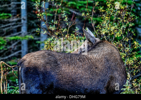 Elch (Alces Alces) weibliche Elche, In seinem natürlichen Lebensraum, Fütterung und auf der Suche nach Nahrung. Malerische Foto. Kananaskis Provincial Park Stockfoto
