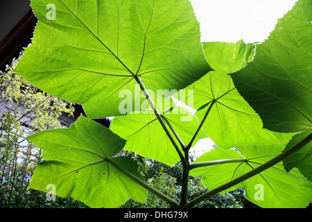 Kanada, Vancouver, Chinatown, Dr. Sun Yat-Sen Chinese Garden Stockfoto