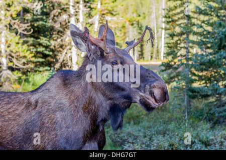 Elch (Alces Alces) Fütterung von Seite der Straße, die samt hängen aus Geweih. Smith-Dorian Area, Alberta, Canada Stockfoto