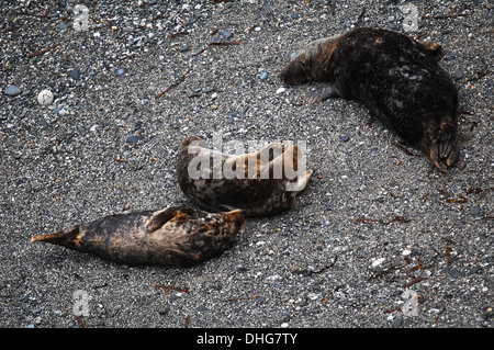 Graue Dichtungen, Halichoerus Grypus Interaktion Stockfoto