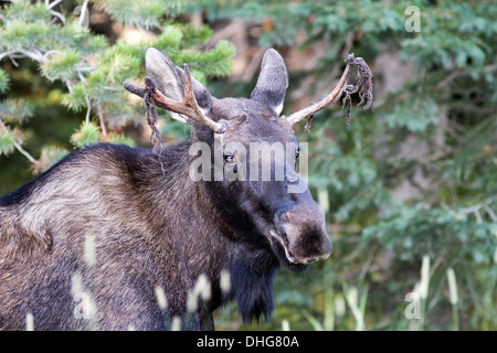 Elch (Alces Alces) Fütterung von Seite der Straße, die samt hängen aus Geweih. Smith-Dorian Area, Alberta, Canada Stockfoto