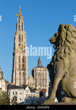 Antwerpen - Kathedrale unserer lieben Frau mit dem Löwenstatue und Suikerrui Straße im Abendlicht Stockfoto