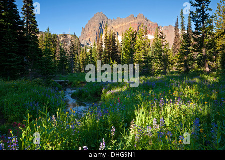 Wildblumen blühen auf der unteren Wiese entlang des Canyon Creek in der Nähe der Basis der drei Finger Jack in der Mount Jefferson Wildnis. Stockfoto