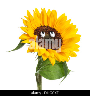Glückliches Gesicht der Sonnenblume mit Augen, Blätter und Stamm auf weißem Hintergrund Stockfoto