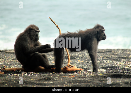 Schwarze Makaken aka Celebes Crested Makaken (Macaca Nigra) Reinigung gegenseitig am Ufer, Tangkoko, Indonesien Stockfoto