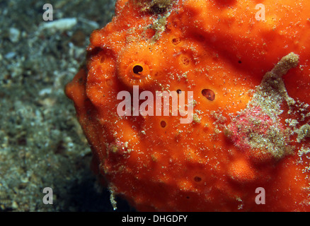 Nahaufnahme von einem rot bemalten Anglerfisch (Antennarius Pictus), Lembeh Strait, Indonesien Stockfoto