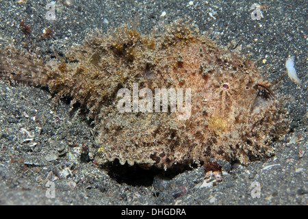 Shaggy Anglerfisch (Antennarius Hispidus), Lembeh Strait, Indonesien Stockfoto