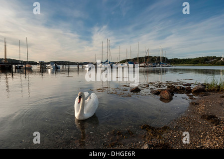 Ein Höckerschwan an der Marina. Evert Insel, Bohuslan Küste. Westschweden. Stockfoto