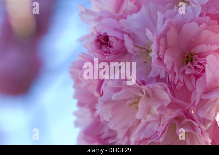 Kirschblüte erste Blüte im späten Frühjahr, Mai 2013 in Merton Borough von London für Lager Gebrauch genommen. Stockfoto