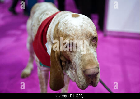 London, UK. 9. November 2013. Gipps, einem 5 Jahre alten Bracco Italiano, beteiligt sich bei der entdecken Hunde 2013 Show in Earls Court. © Piero Cruciatti/Alamy Live-Nachrichten Stockfoto