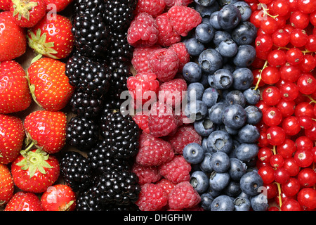 Beerenobst wie Erdbeeren, Heidelbeeren, rote Johannisbeeren, Himbeeren und Brombeeren in Folge Stockfoto