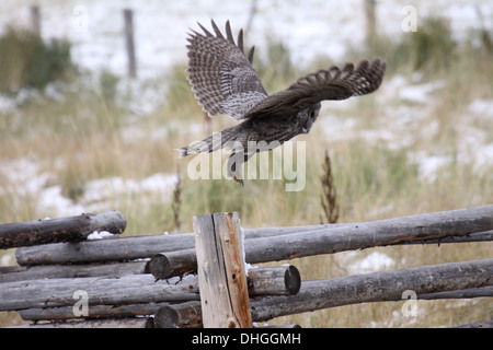 Große graue Eule abheben von Zaunpfosten, da er tagsüber in Wyoming jagt Stockfoto