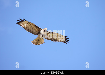 Red tailed Hawk Juvenile in Wyoming Stockfoto