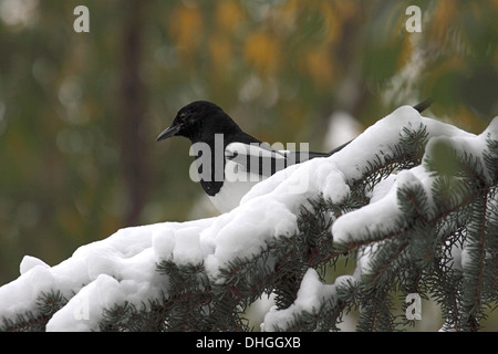 Schwarze Elster im verschneiten Wyoming abgerechnet Stockfoto