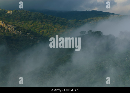 Niebla de Los Montes del Parque Natural de Los Alcornocales, Cádiz, Spanien Stockfoto