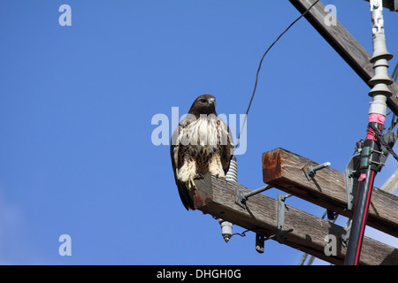 Red tailed Hawk gehockt Pylon in Wyoming Stockfoto