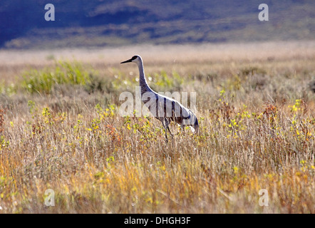 Sandhill Kran auf Nahrungsgründe in Wyoming Stockfoto