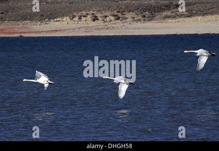 Trumpeter Schwäne ausziehen aus See in Wyoming Stockfoto