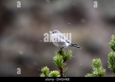 Bluebird Mountain weiblich thront oben auf kleine Kiefer während einer Schneedusche in Wyoming Stockfoto