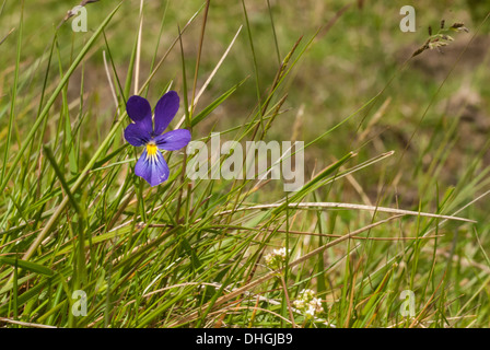 Einzelne Stiefmütterchen links des Rahmens in Landschaft Stockfoto