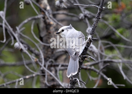Grau oder grau Jay in Wyoming Stockfoto