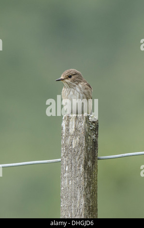 Erwachsenen im Hochformat auf Post. Stockfoto