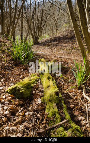 Verrottender Baumstamm auf waldboden Fownhope Herefordshire UK Stockfoto