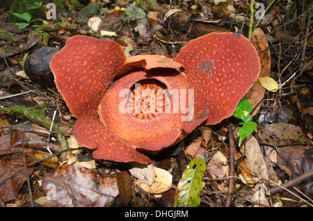 Rafflesia Arnoldii eine parasitäre blühende Pflanze nur gewendet Gunung Gading Nationalpark Borneo Stockfoto