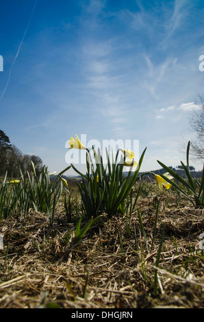 Wilde Narzisse (Narcissus Pseudonarcissus) auch bekannt als Fastenzeit Lily wächst auf einem Naturschutzgebiet in der Landschaft herefordshire Stockfoto